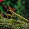 Europäische Gottesanbeterin, Mantis Religiosa
