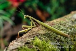 Europäische Gottesanbeterin, Mantis Religiosa -Tier Produkt Geschäft Europaeische Gottesanbeterin Mantis religiosa neu 3