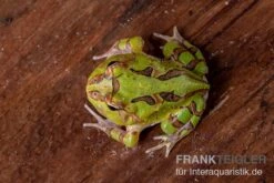 Fantasy Pacman Frog Grün, Ceratophrys Cornuta X Ceratophrys Cranwelli -Tier Produkt Geschäft Fantasy Pacman Frog gruen C cornuta x C cranwelli 03