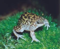 Ferkelfrosch, Hemisus Marmoratus -Tier Produkt Geschäft Ferkelfrosch Hemisus marmoratus