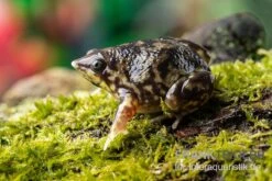 Ferkelfrosch, Hemisus Marmoratus -Tier Produkt Geschäft Ferkelfrosch Hemisus marmoratus neu 3