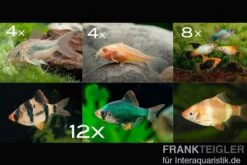 Zierfisch-Sortiment Hartwasser Für 100 Cm