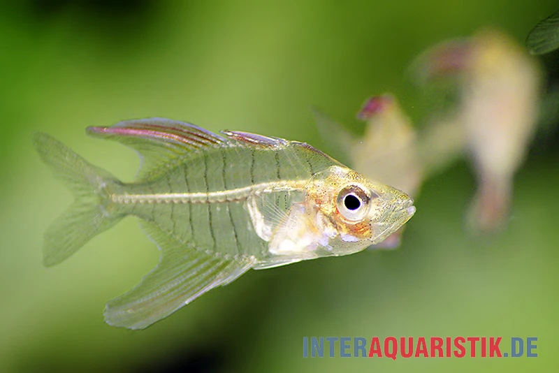 Flammen-Glasbarsch, Gymnochanda Verae 1 Flammen-Glasbarsch, Gymnochanda Verae