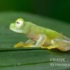 Fleischmann's Glasfrosch, Hyalinobatrachium Fleischmanni
