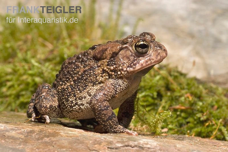 Floridakröte, Bufo Terrestris 1 Floridakröte, Bufo Terrestris
