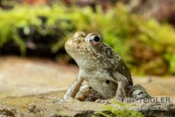 Flussfrosch, Rana Heckscheri -Tier Produkt Geschäft Flussfrosch Rana heckscheri 3