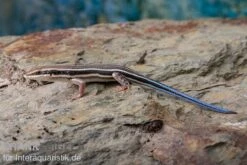 Fünfstreifenskink, Trachylepis Quinquetaeniata -Tier Produkt Geschäft Fuenfstreifenskink Trachylepis quinquetaeniata 3 neu jpg