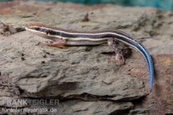 Fünfstreifenskink, Trachylepis Quinquetaeniata -Tier Produkt Geschäft Fuenfstreifenskink Trachylepis quinquetaeniata 4 neu jpg