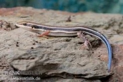 Fünfstreifenskink, Trachylepis Quinquetaeniata -Tier Produkt Geschäft Fuenfstreifenskink Trachylepis quinquetaeniata 6 neu jpg