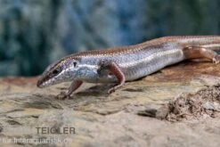 Fünfstreifenskink, Trachylepis Quinquetaeniata -Tier Produkt Geschäft Funfstreifenskink Trachylepis quinquetaeniata 2 1