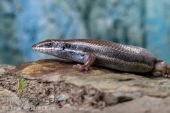Fünfstreifenskink, Trachylepis Quinquetaeniata -Tier Produkt Geschäft Funfstreifenskink Trachylepis quinquetaeniata 2 2