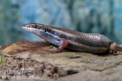Fünfstreifenskink, Trachylepis Quinquetaeniata -Tier Produkt Geschäft Funfstreifenskink Trachylepis quinquetaeniata 2 3