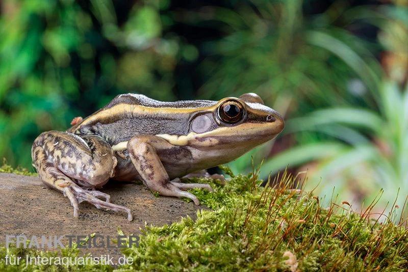 Galam Weißlippen-Frosch, Amnirana Galamensis 5 Galam Weißlippen-Frosch, Amnirana Galamensis – Bild 5