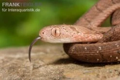 Gansi-Eierschlange, Dasypeltis Gansi 9 Gansi-Eierschlange, Dasypeltis Gansi -Tier Produkt Geschäft Gansi Eierschlange Dasypeltis gansi neu 4