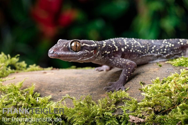 Gebänderter Blattzehengecko, Hemidactylus Fasciatus 2 Gebänderter Blattzehengecko, Hemidactylus Fasciatus – Bild 2