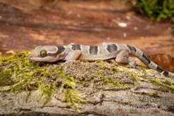 Gebänderter Blattzehengecko, Hemidactylus Fasciatus 6 Gebänderter Blattzehengecko, Hemidactylus Fasciatus -Tier Produkt Geschäft Gebaenderter Blattzehengecko Hemidactylus fasciatus 3