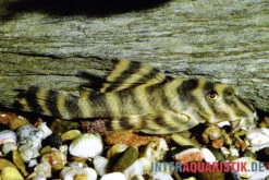 Gebänderter Zwergschilderwels, L038, Peckoltia Spec.