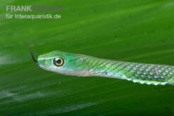 Gefleckte Strauchnatter, Philothamnus Punctatus