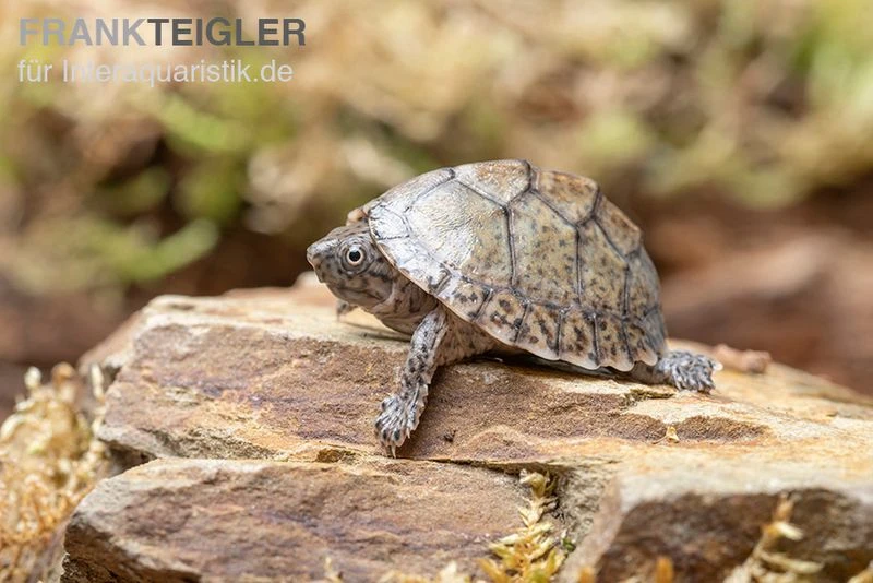 Gekielte Moschusschildkröte, Kinosternon Carinatum 3 Gekielte Moschusschildkröte, Kinosternon Carinatum – Bild 3