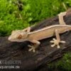 Streifengecko, Gekko Vittatus