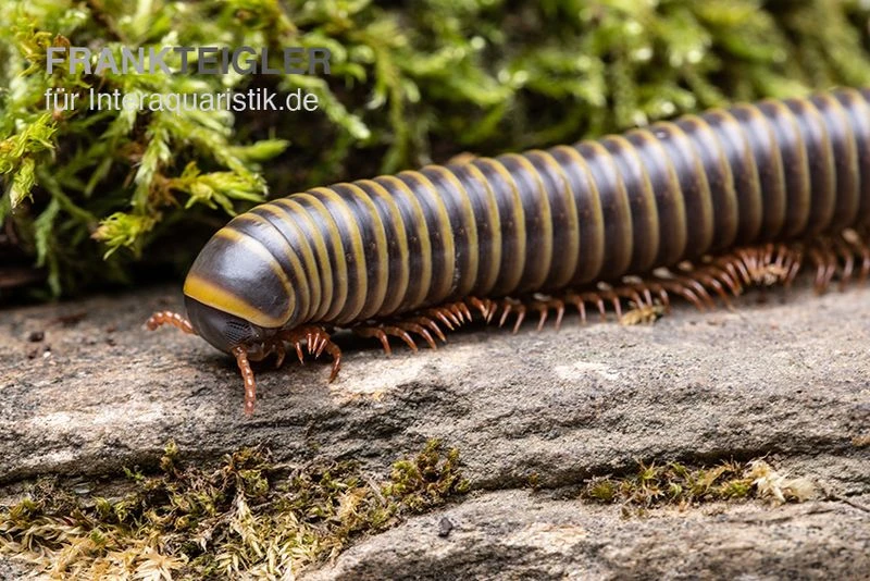 Gelber Borneo-Tausendfüßer, Aulacobolus Sp. „Yellow Borneo“ 1 Gelber Borneo-Tausendfüßer, Aulacobolus Sp. „Yellow Borneo“