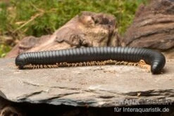 Gelbfüssiger Tausendfüßer, Microtrullius Uncinatus -Tier Produkt Geschäft Gelbfuessiger Tausendfuesser Microtrullius uncinatus 3