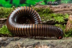 Gelbgebänderter Riesentausendfüßer, Pelmatojulus Ligulatus -Tier Produkt Geschäft Gelbgebaenderter Riesentausendfuesser Pelmatojulus ligulatus 3