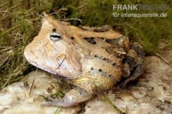 Gemalter Hornfrosch (red), Ceratophrys Cornuta 7 Gemalter Hornfrosch (red), Ceratophrys Cornuta -Tier Produkt Geschäft Gemalter Hornfrosch Ceratophrys cornuta 1