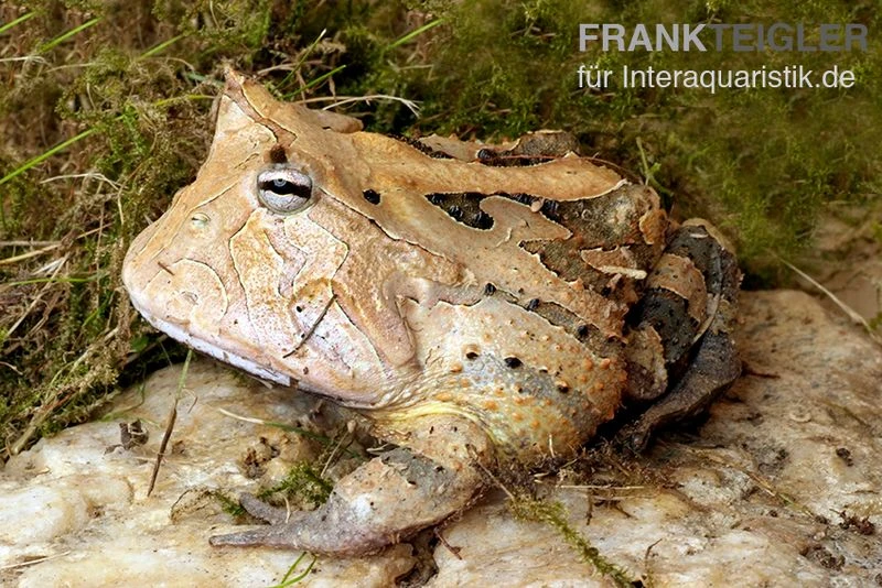 Gemalter Hornfrosch (red), Ceratophrys Cornuta 4 Gemalter Hornfrosch (red), Ceratophrys Cornuta – Bild 4