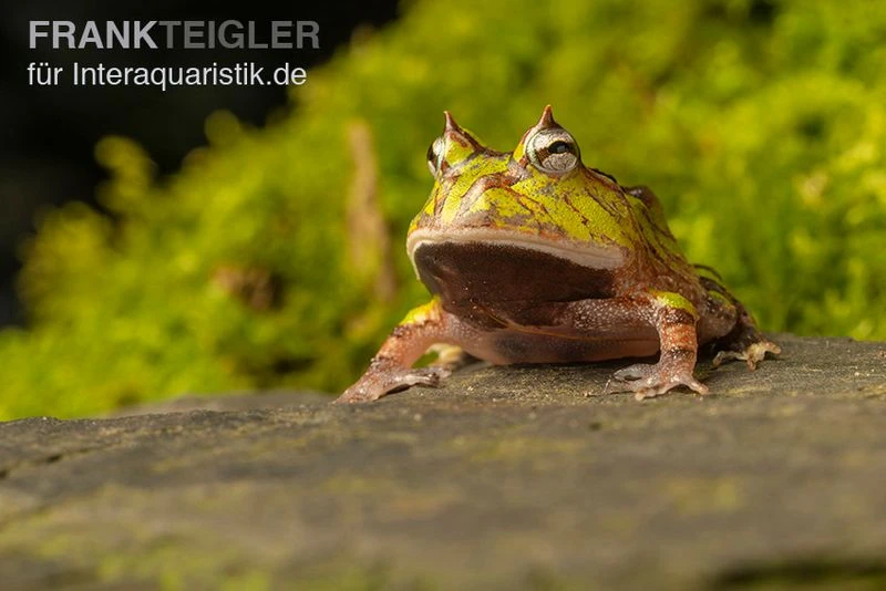 Gemalter Hornfrosch (grün), Ceratophrys Cornuta Green 2 Gemalter Hornfrosch (grün), Ceratophrys Cornuta Green – Bild 2