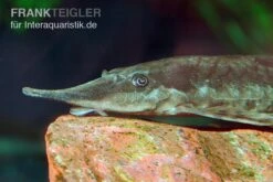 Gemeiner Bartwels, Sturisoma Barbatum -Tier Produkt Geschäft Gemeiner Bartwels Sturisoma barbatum 1