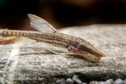 Tier Produkt Geschäft -Tier Produkt Geschäft Gemeiner Bartwels Sturisoma barbatum neu 1