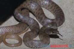 Geoffroy-Renner, Platyceps Florulentus -Tier Produkt Geschäft Geoffroy Renner Platyceps florulentus 3