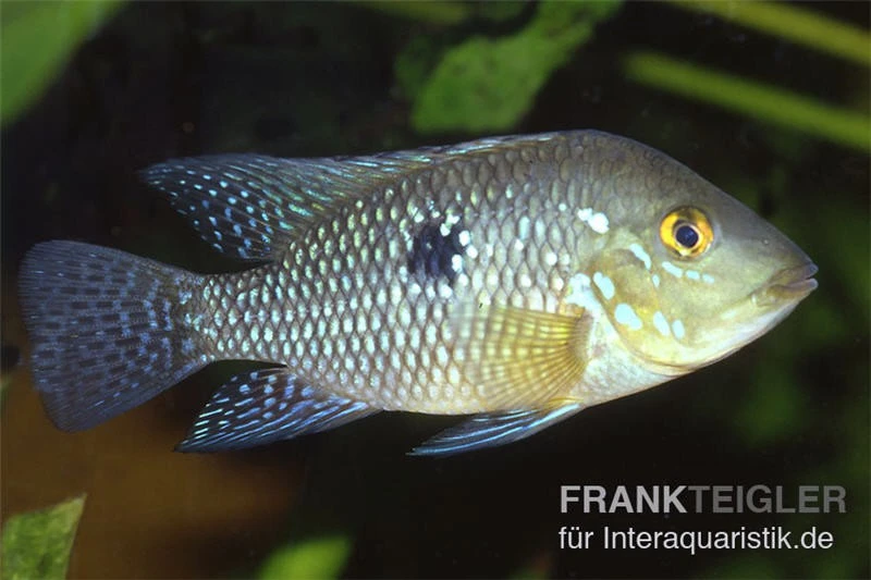 Perlmutt-Erdfresser, Geophagus Brasiliensis 1 Perlmutt-Erdfresser, Geophagus Brasiliensis