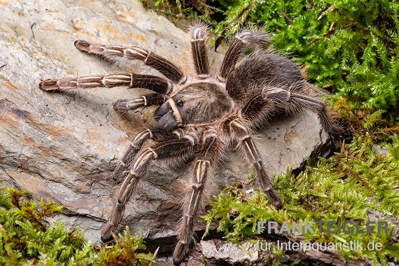 Gestreifte Guatemala-Vogelspinne, Aphonopelma Seemanni 1 Gestreifte Guatemala-Vogelspinne, Aphonopelma Seemanni