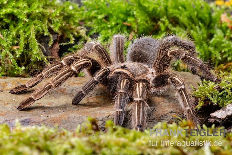 Gestreifte Guatemala-Vogelspinne, Aphonopelma Seemanni 2 Gestreifte Guatemala-Vogelspinne, Aphonopelma Seemanni – Bild 2