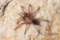 Gestreifte Guatemala-Vogelspinne, Aphonopelma Seemanni 5 Gestreifte Guatemala-Vogelspinne, Aphonopelma Seemanni -Tier Produkt Geschäft Gestreifte Guatemala Vogelspinne Aphonopelma seemanni Spiderling