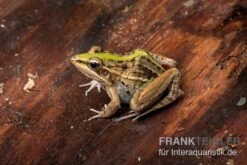 Gestreifter Grasfrosch, Ptychadena Porosissima -Tier Produkt Geschäft Gestreifter Grasfrosch Ptychadena porosissima 3