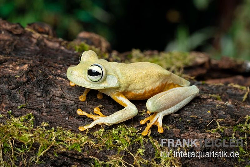 Gestreifter Laubfrosch, Hyla Crepitans 2 Gestreifter Laubfrosch, Hyla Crepitans – Bild 2