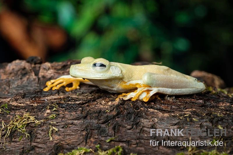 Gestreifter Laubfrosch, Hyla Crepitans 1 Gestreifter Laubfrosch, Hyla Crepitans