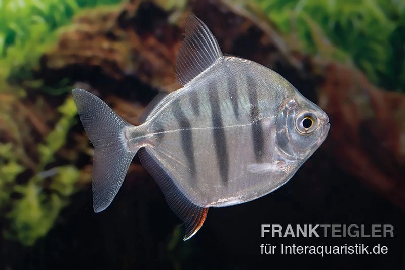 Gestreifter Scheibensalmler, Metynnis Fasciatus 1 Gestreifter Scheibensalmler, Metynnis Fasciatus