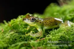 Getupfter Riedfrosch, Hyperolius Guttulatus -Tier Produkt Geschäft Getupfter Riedfrosch Hyperolius guttulatus 3