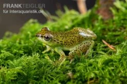 Getupfter Riedfrosch, Hyperolius Guttulatus -Tier Produkt Geschäft Getupfter Riedfrosch Hyperolius guttulatus 4
