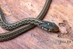 Gewöhnliche Strumpfbandnatter, Thamnophis Sirtalis -Tier Produkt Geschäft Gewoehnliche Strumpfbandnatter Thamnophis sirtalis 3