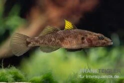 Towuti-Gelbflossengrundel, Glossogobius Flavipinnis -Tier Produkt Geschäft Glossogobius flavipinnis 5