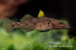 Towuti-Gelbflossengrundel, Glossogobius Flavipinnis -Tier Produkt Geschäft Glossogobius flavipinnis 6