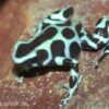 Goldbaumsteiger, Dendrobates Auratus