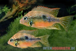Goldbuntbarsch, Thorichthys Aureus 7 Goldbuntbarsch, Thorichthys Aureus -Tier Produkt Geschäft Goldbuntbarsch Thorichthys aureus Schaefer