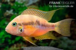 Goldbuntbarsch, Thorichthys Aureus 6 Goldbuntbarsch, Thorichthys Aureus -Tier Produkt Geschäft Goldbuntbarsch Thorichthys aureus neu 3