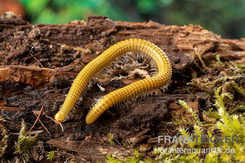 Golden-Cave-Tausendfüßer, Spiroboulus Sp. “Golden Cave” 1 Golden-Cave-Tausendfüßer, Spiroboulus Sp. “Golden Cave”